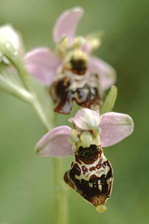 Ophrys holoserica deformation \ Hummel-Ragwurz / Late Spider Orchid, F  Montenach 1.6.1998 
