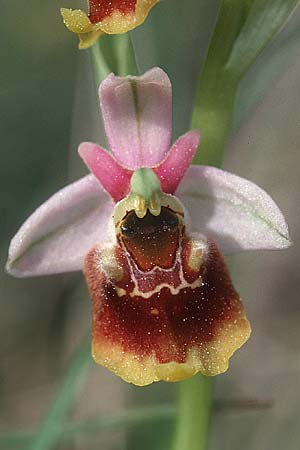 Ophrys holoserica \ Hummel-Ragwurz / Late Spider Orchid, F  Elsass/Alsace 7.5.2003 