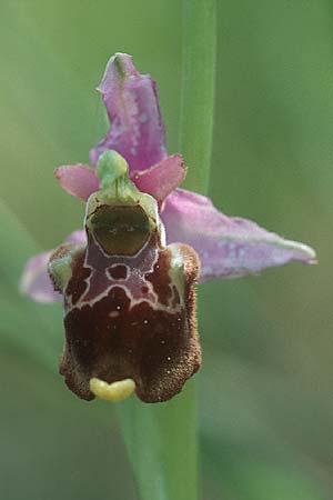 Ophrys souchei \ Souches Hummel-Ragwurz / Vaucluse Late Spider Orchid, F  Orange 4.6.2004 