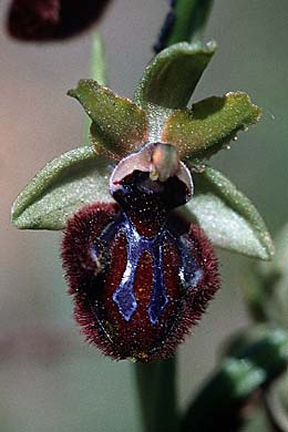 Ophrys incubacea \ Schwarze Ragwurz / Black Spider Orchid, F  S.Cyr-sur-Mer 22.4.2000 