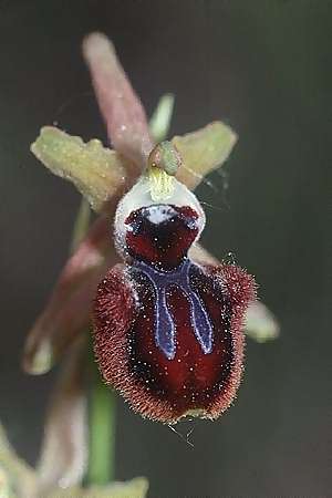 Ophrys incubacea x splendida, F   Maures, Vidauban 28.4.2002 