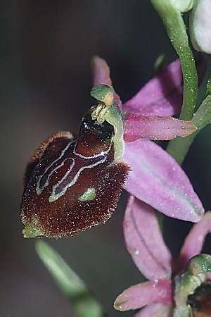 Ophrys incubacea x scolopax, F   S.Cyr-sur-Mer 30.4.2002 