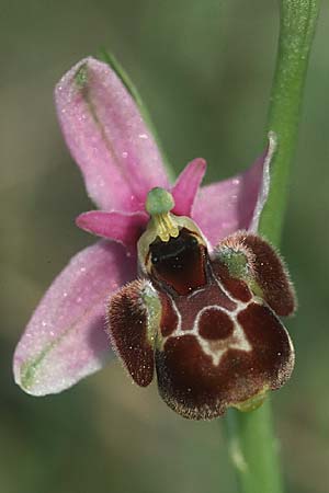 Ophrys vetula \ Seealpen-Ragwurz / Maritine Alps Bee Orchid, F  S.Vallier-de-Thiey 17.5.2004 