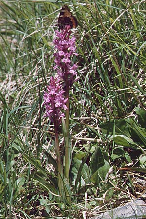 Dactylorhiza lapponica \ Lappländische Fingerwurz, Lappländisches Knabenkraut / Lapland Marsh Orchid, F  Termignon 25.6.2000 