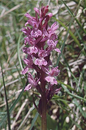 Dactylorhiza lapponica \ Lappländische Fingerwurz, Lappländisches Knabenkraut / Lapland Marsh Orchid, F  Termignon 25.6.2000 