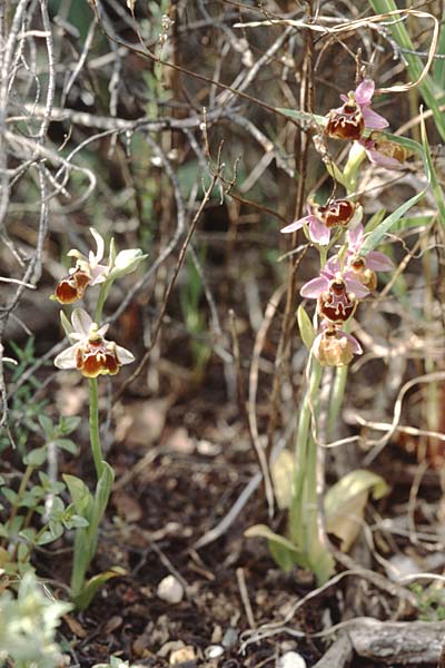 Ophrys linearis \ Lang-Petalige Ragwurz, F  Massif de l'Estaque 17.4.1999 