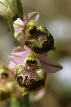 Ophrys linearis \ Lang-Petalige Ragwurz / Woodcock Orchid, F  Massif de l'Estaque 21.4.2000 