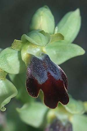 Ophrys forestieri \ Braune Ragwurz / Dull Orchid, F  Toreilles 10.3.2001 
