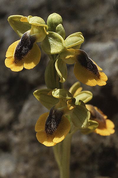 Ophrys lutea \ Gelbe Ragwurz, F  Montagne de la Clape 10.5.1984 