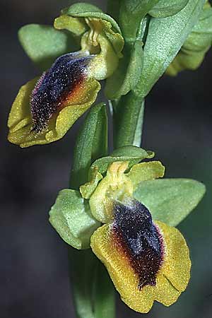 Ophrys lutea \ Gelbe Ragwurz / Yellow Bee Orchid, F  Montagne de la Clape 13.4.2001 