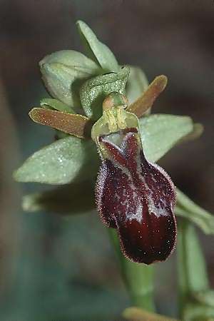 Ophrys forestieri x provincialis, F   Aix-en-Provence 29.3.2002 
