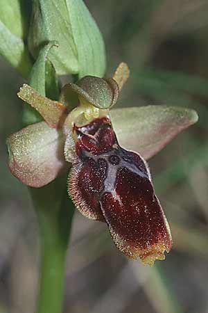 Ophrys lutea x scolopax, F   Montagne de la Clape 13.4.2001 