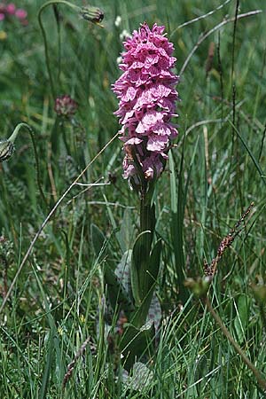 Dactylorhiza maculata \ Gefleckte Fingerwurz, Geflecktes Knabenkraut / Spotted Orchid, F  Pyrenäen/Pyrenees, Pas de la Casa 2.7.1998 