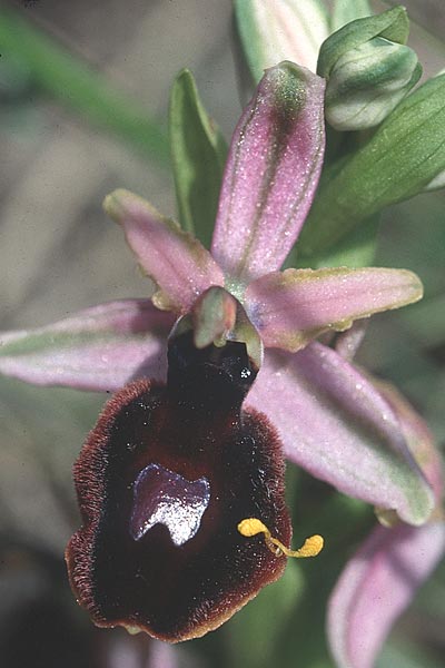 Ophrys magniflora \ Großblütige Ragwurz / Large-Flowered Bee Orchid, F  Corbières, Montlaur 13.5.1996 