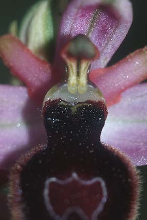 Ophrys magniflora \ Großblütige Ragwurz, F  Corbières, Arquettes-en-Val 27.5.2005 