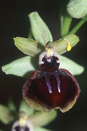 Ophrys incubacea subsp. castri-caesaris \ Westliche Schwarze Ragwurz / Saint-Cezaire Black Spider Orchid, F  Tourettes-sur-Loup 3.6.2004 