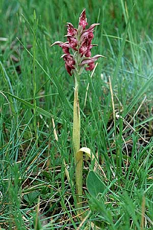 Anacamptis coriophora subsp. martrinii \ Martrins Wanzen-Knabenkraut / Martrin's Bug Orchid, F  Pyrenäen/Pyrenees, Montferrer 2.6.2001 