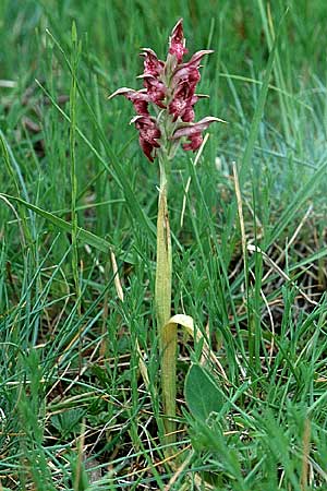 Anacamptis coriophora subsp. martrinii \ Martrins Wanzen-Knabenkraut, F  Pyrenäen, Montferrer 2.6.2001 