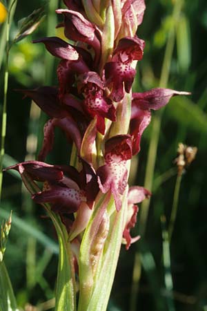 Anacamptis coriophora subsp. martrinii \ Martrins Wanzen-Knabenkraut / Martrin's Bug Orchid, F  Pyrenäen/Pyrenees, Mosset 4.6.2001 