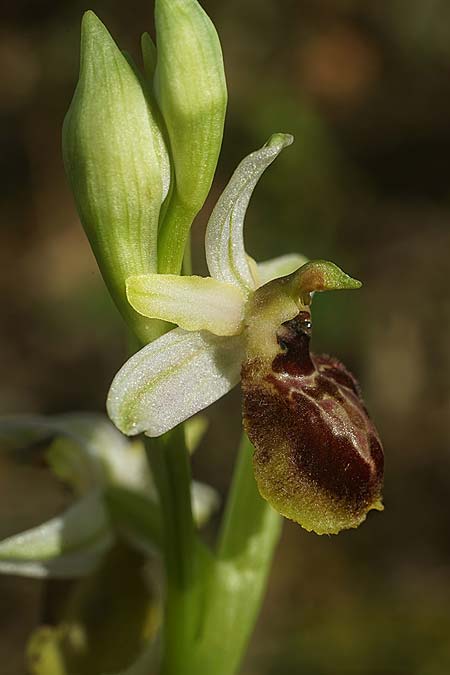 Ophrys exaltata subsp. arachnitiformis \ Spinnenähnliche Ragwurz / False Spider Orchid, F  Dept. Landes 18.3.2023 (Photo: Helmut Presser)