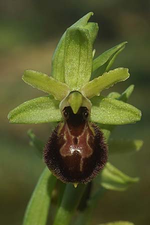 Ophrys exaltata subsp. arachnitiformis \ Spinnenähnliche Ragwurz / False Spider Orchid, F  Dept. Landes 18.3.2023 (Photo: Helmut Presser)