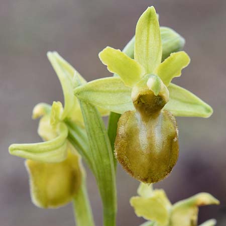 Ophrys exaltata subsp. arachnitiformis farbvariante_color-variant \ Spinnenähnliche Ragwurz / False Spider Orchid, F  Toreilles 25.3.2018 (Photo: Christian Schlomann)