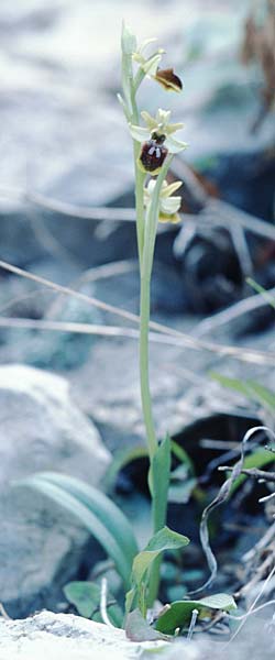 Ophrys massiliensis \ Marseille-Ragwurz, F  Marseille 19.3.1999 