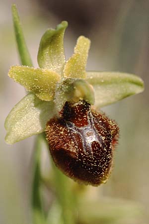 Ophrys massiliensis \ Marseille-Ragwurz / Marseille Spider Orchid, F  Marseille 19.3.1999 