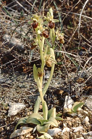 Ophrys massiliensis \ Marseille-Ragwurz / Marseille Spider Orchid, F  Marseille 19.3.1999 