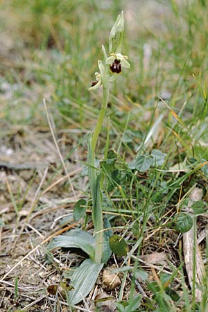 Ophrys massiliensis \ Marseille-Ragwurz, F  Bandol 7.3.2000 