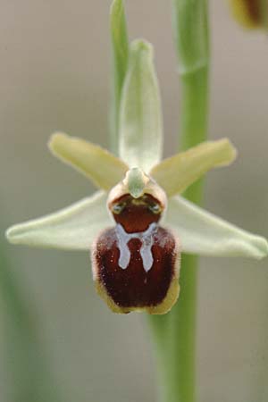 Ophrys massiliensis \ Marseille-Ragwurz, F  Bandol 7.3.2000 