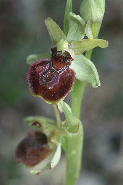 Ophrys massiliensis / Marseille Spider Orchid, F  Marseille 11.3.2001 