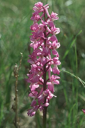 Orchis mascula / Early Purple Orchid, F  Causse du Larzac 4.6.2004 