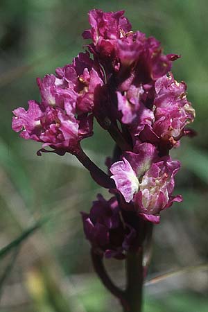 Orchis mascula deformation \ Manns-Knabenkraut, Stattliches Knabenkraut / Early Purple Orchid (3-fach Blüten / triple blossoms), F  Tiergues 28.5.2005 