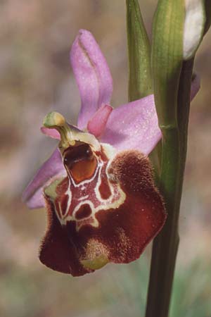 Ophrys montis-aviarii \ Mont-des-Oiseaux Hummel-Ragwurz / Mont-des-Oiseaux Bee Orchid, F  Dept. Var, Carqueiranne 13.5.1999 