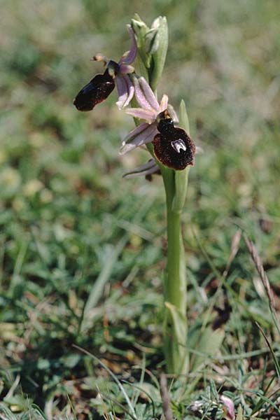 Ophrys magniflora \ Großblütige Ragwurz / Large-Flowered Bee Orchid, F  Corbières, Montlaur 13.5.1996 