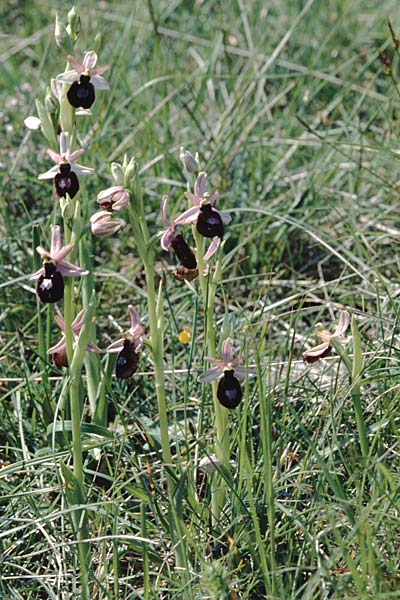 Ophrys magniflora \ Großblütige Ragwurz, F  Corbières, Montlaur 13.5.1996 