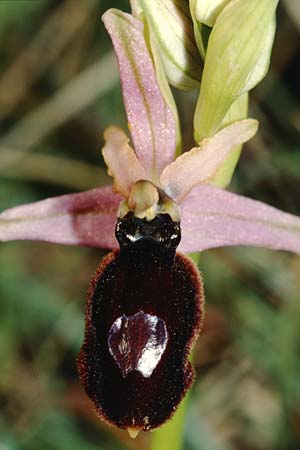 Ophrys magniflora \ Großblütige Ragwurz / Large-Flowered Bee Orchid, F  Corbières, Arquettes-en-Val 29.4.2001 