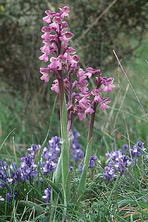 Anacamptis morio \ Salep-Knabenkraut, Kleines Knabenkraut / Green-Winged Orchid, F  Corbières, Col de la Fourche 29.4.2001 