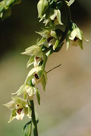 Epipactis muelleri \ Müllers Ständelwurz, F  La Mure 22.6.2003 