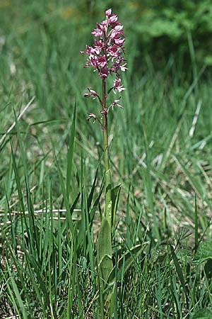 Orchis militaris x purpurea, F   Lothringen/Lorraine 16.5.1998 