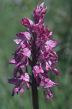 [click] Orchis militaris x Orchis purpurea, F   Causse du Larzac 19.5.2002 
