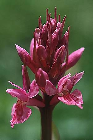 Dactylorhiza maculata x sambucina, F   Mont Aigoual 29.5.2000 