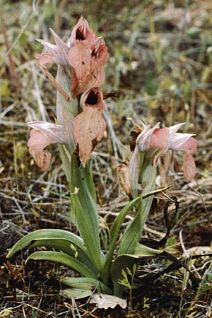 Serapias neglecta \ Verkannter Zungenständel, F  Maures, Grimaud 11.5.1984 