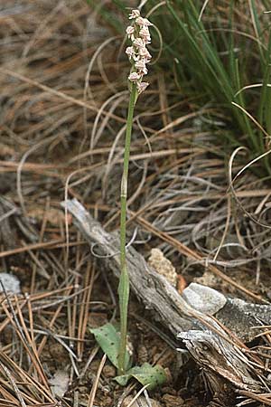 Neotinea maculata / Dense-flowered Orchid, F  Aix-en-Provence 11.5.1984 