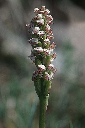 Neotinea maculata / Dense-flowered Orchid, F  Corbières, Bugarach 14.5.1996 