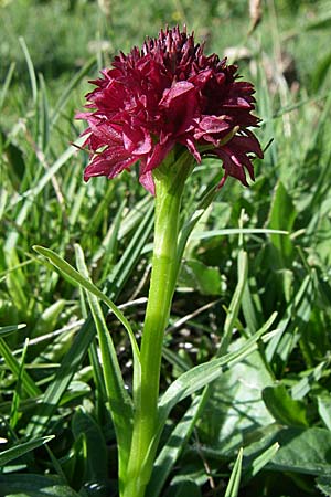 Nigritella austriaca subsp. iberica \ Spanisches Kohlröschen / Spanish Vanilla Orchid, F  Pyrenäen/Pyrenees, Eyne 25.6.2008 