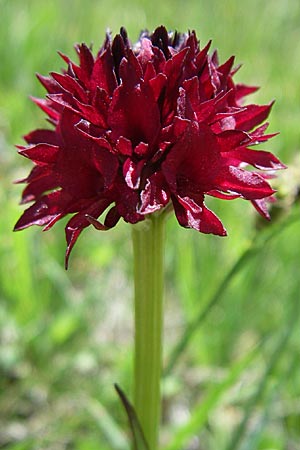 Nigritella austriaca subsp. iberica \ Spanisches Kohlröschen / Spanish Vanilla Orchid, F  Pyrenäen/Pyrenees, Pas de la Casa 26.6.2008 