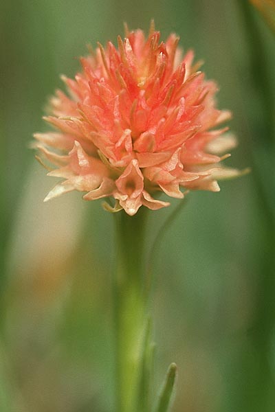 Nigritella rhellicani farbvariante_color-variant \ Schwarzes Kohlröschen / Vanilla Orchid, F  Col de l'Iseran 31.7.1999 