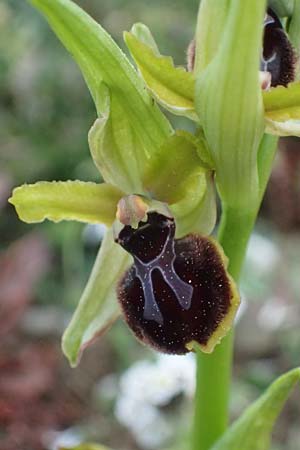 Ophrys massiliensis / Marseille Spider Orchid, F  Martigues 17.3.2024 